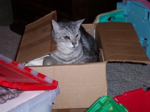 Fergus the cat. His creativity is all boxed up too. See how cranky he looks.